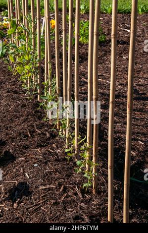 Sydney Australia, eine Reihe von Gartenpfosten, die junge süße Erbsenpflanzen unterstützen Stockfoto
