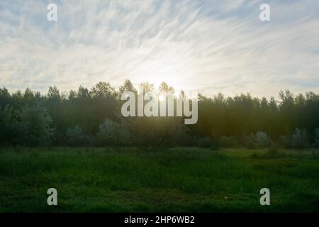 Sonnenstrahlen zwischen den Bäumen in der Morgendämmerung. Verschwommener Hintergrund, Nebelansicht. Stockfoto