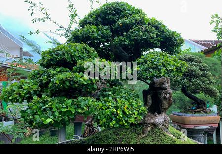Bonsai Beringin, weinende Feige, benjamin-Feige- oder Ficusbaum, banyan-Baum (Ficus benjamina) Stockfoto