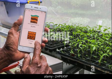 Bogor, Indonesien. 18th. Februar 2022. Ein indonesischer Landwirt wird am 18. Februar 2022 auf einem Feld in Bogor, West-Java, Indonesien, mit Hilfe moderner Agrartechnologie das Pflanzenwachstum auf seinem Gerät überwachen sehen. Es wird angenommen, dass die moderne Landwirtschaft durch den Einsatz von Technologie in der Lage ist, die Produktion, die Effizienz und die Wettbewerbsfähigkeit der landwirtschaftlichen Produkte zu steigern. (Foto von Andi M Ridwan/INA Photo Agency/Sipa USA) Quelle: SIPA USA/Alamy Live News Stockfoto