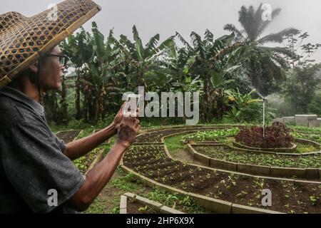 Bogor, Indonesien. 18th. Februar 2022. Ein indonesischer Landwirt, der am 18. Februar 2022 in Bogor, West-Java, Indonesien, mit seinem Mobiltelefon eine A-Pflanze besprüht, Es wird angenommen, dass die moderne Landwirtschaft durch den Einsatz von Technologie in der Lage ist, die Produktion, die Effizienz und die Wettbewerbsfähigkeit der landwirtschaftlichen Produkte zu steigern. (Foto von Andi M Ridwan/INA Photo Agency/Sipa USA) Quelle: SIPA USA/Alamy Live News Stockfoto