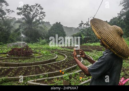 Bogor, Indonesien. 18th. Februar 2022. Ein indonesischer Landwirt, der am 18. Februar 2022 in Bogor, West-Java, Indonesien, mit seinem Mobiltelefon eine A-Pflanze besprüht, Es wird angenommen, dass die moderne Landwirtschaft durch den Einsatz von Technologie in der Lage ist, die Produktion, die Effizienz und die Wettbewerbsfähigkeit der landwirtschaftlichen Produkte zu steigern. (Foto von Andi M Ridwan/INA Photo Agency/Sipa USA) Quelle: SIPA USA/Alamy Live News Stockfoto