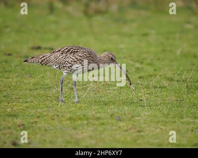 Curlew Winter in Großbritannien nutzt die Gezeitenmündungen und die umliegenden Weiden und Grünland, um sich zu ernähren. Stockfoto