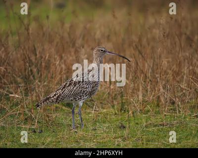 Curlew Winter in Großbritannien nutzt die Gezeitenmündungen und die umliegenden Weiden und Grünland, um sich zu ernähren. Stockfoto