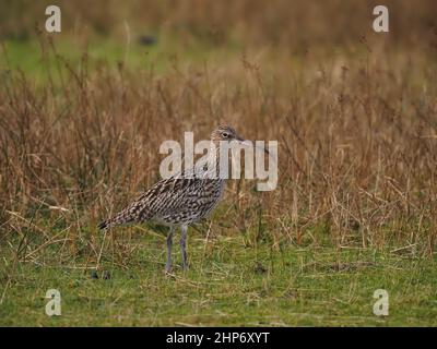 Curlew Winter in Großbritannien nutzt die Gezeitenmündungen und die umliegenden Weiden und Grünland, um sich zu ernähren. Stockfoto