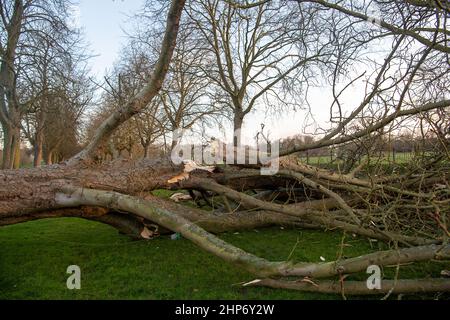 Windsor, Großbritannien. 19th. Februar 2022. Nach dem gestrigen Sturm Eunice wurden eine Reihe der ikonischen Bäume, die den langen Spaziergang in Windsor säumen, entwurzelt und Gliedmaßen abgebrochen. Gestern gab es zum ersten Mal überhaupt eine rote Wetterwarnung für den Südosten. Ein großes Picknick ist für diesen Sommer auf dem Long Walk geplant, um das Platin-Jubiläum Ihrer Majestät der Königin zu feiern. Quelle: Maureen McLean/Alamy Live News Stockfoto