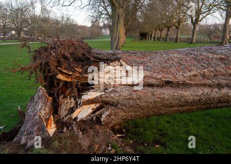 Windsor, Großbritannien. 19th. Februar 2022. Nach dem gestrigen Sturm Eunice wurden eine Reihe der ikonischen Bäume, die den langen Spaziergang in Windsor säumen, entwurzelt und Gliedmaßen abgebrochen. Gestern gab es zum ersten Mal überhaupt eine rote Wetterwarnung für den Südosten. Ein großes Picknick ist für diesen Sommer auf dem Long Walk geplant, um das Platin-Jubiläum Ihrer Majestät der Königin zu feiern. Quelle: Maureen McLean/Alamy Live News Stockfoto