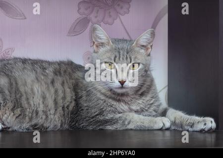 Grau gestromte Katze lügt und schaut in die Kamera. Haustiere zu Hause Konzept. Stockfoto