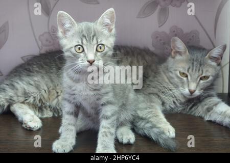 Das grau gestromte Kätzchen sitzt neben seiner Mutterkatze. Haustiere Familie, Fortpflanzung. Selektiver Fokus. Stockfoto