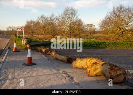 Windsor, Großbritannien. 19th. Februar 2022. Die Parkplätze im Windsor Great Park sind heute noch geschlossen. Nach schweren Stürmen wurden gestern während des Sturms Eunice in Windsor, Bekshire, leider eine Reihe von Bäumen zerstört. Gestern Abend gab es zum ersten Mal eine rote Wetterwarnung für den Südosten. Quelle: Maureen McLean/Alamy Live News Stockfoto