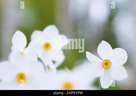 Weiße Narzissen, Poeticus Narzissen, Narcissus poeticus Actaea, blüht im Frühling Stockfoto