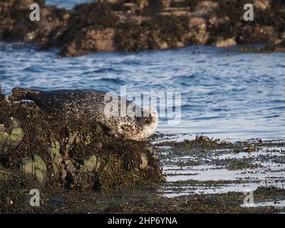 Gewöhnliche Robben wurden auf Lieblingsfelsen vor der Küste von Mull geschleppt Stockfoto