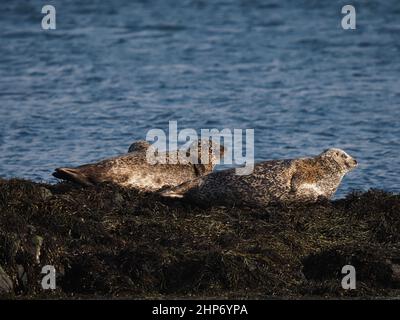 Gewöhnliche Robben wurden auf Lieblingsfelsen vor der Küste von Mull geschleppt Stockfoto