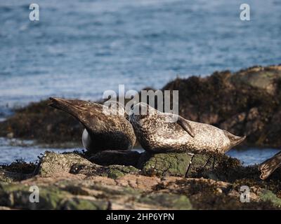 Gewöhnliche Robben wurden auf Lieblingsfelsen vor der Küste von Mull geschleppt Stockfoto