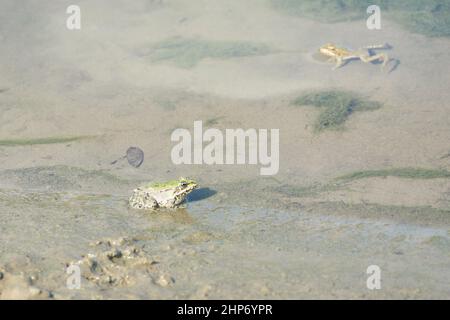 Grüner Frosch sitzt am Flussufer. Selektiver Fokus, Unschärfe. Stockfoto