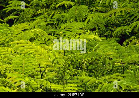 Petai, Bitterbohne (Parcia speciosa) Sämlinge in der Gärtnerei Stockfoto