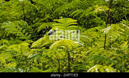 Petai, Bitterbohne (Parcia speciosa) Sämlinge in der Gärtnerei Stockfoto