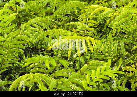 Petai, Bitterbohne (Parcia speciosa) Sämlinge in der Gärtnerei Stockfoto