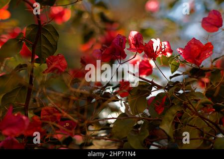 Willkommen juni Konzept mit Blumen Hintergrund Stockfoto