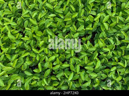 Draufsicht auf Soursop-Sämlinge (Annona muricata L), auch Graviola genannt, im Kindergarten Stockfoto