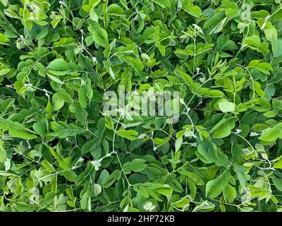 Trembesi (Samanea saman), der Regenbaum, Affe-Pod-Baum-Sämlinge Stockfoto