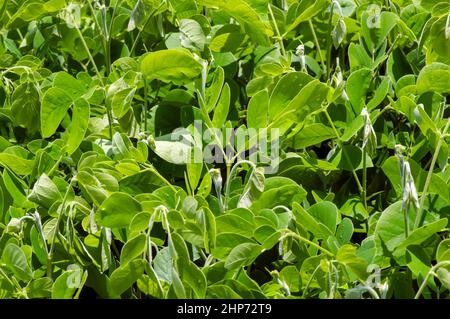 Trembesi (Samanea saman), der Regenbaum, Affe-Pod-Baum-Sämlinge Stockfoto