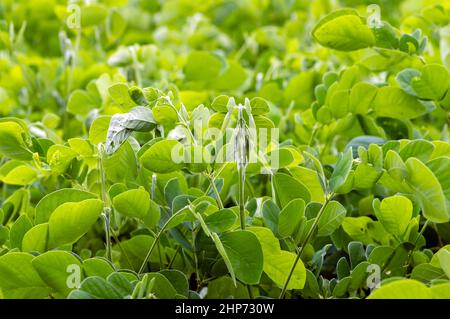 Trembesi (Samanea saman), der Regenbaum, Affe-Pod-Baum-Sämlinge Stockfoto