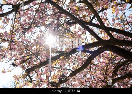 Belgien, Brüssel, Frühjahr 2021. Illustration des Alltags in Brüssel, der Hauptstadt Belgiens. Foto von Martin Bertrand. Belgique, Bruxelles, Pri Stockfoto