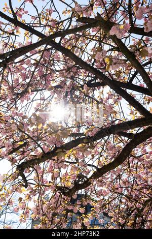 Belgien, Brüssel, Frühjahr 2021. Illustration des Alltags in Brüssel, der Hauptstadt Belgiens. Foto von Martin Bertrand. Belgique, Bruxelles, Pri Stockfoto