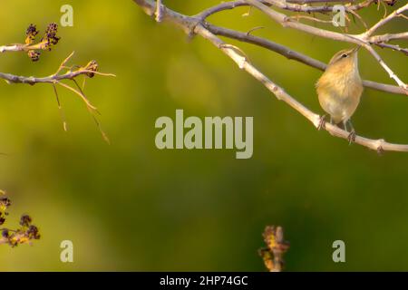 Nahaufnahme eines europäischen, piedgeligen Fliegenfängers Ficedula hypoleuca, der auf einem Ast sitzend in einem grünen Wald singt Stockfoto