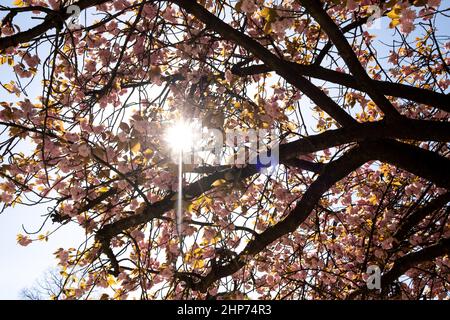 Belgien, Brüssel, Frühjahr 2021. Illustration des Alltags in Brüssel, der Hauptstadt Belgiens. Foto von Martin Bertrand. Belgique, Bruxelles, Pri Stockfoto