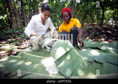 Die berühmte Essensschriftstellerin Vicky Bhogal untersucht die Trocknung von Kakaobohnen unter Bananenblättern. Eine Aktivistin von Causes Vickys berühmtes Rezeptbuch für die Make Poverty History Kampagne, „A Fair Feast“ im Jahr 2005, das sie zusammenstellte und herausgab. Das Buch bestand darauf, dass 100% des Erlöses an wohltätige Zwecke gehen, und brachte über £100.000 für die Fairtrade Foundation und Oxfams Make Trade Fair Campaign ein. Bild Gary Roberts/worldwidefeatures.com Stockfoto