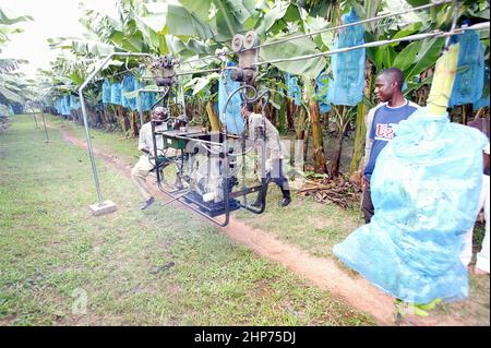 Landarbeiter tragen Bananenbündel auf einer Bananenplantage in Ghana, Westafrika, auf einem Förderband Stockfoto