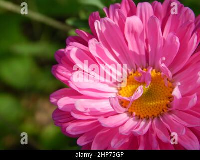 Pink China Aster Stockfoto