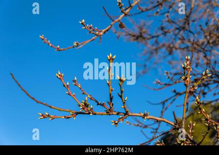 Grüne Triebe auf Ästen und blauer Himmel Stockfoto