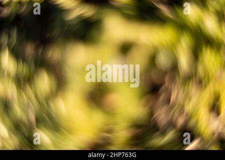 Grüner abstrakter Hintergrund mit drehbaren kreisförmigen Formen Stockfoto