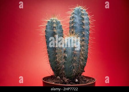 Kaktus mit Dornen bei Topfe.Hintergrund eines Kaktus mit langen Dornen Stockfoto