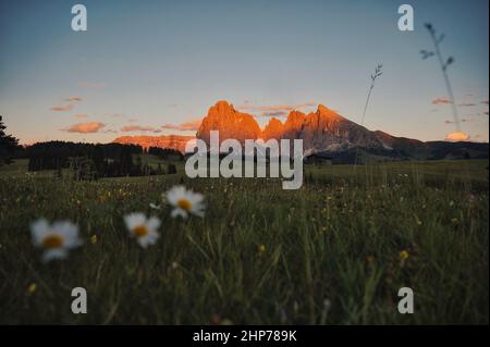 Sonnenuntergang in den Bergen mit Gänseblümchen Stockfoto