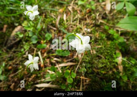 Einblütig wintergrün wächst in einem Wald, wildes Finnland Stockfoto