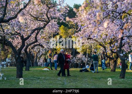 Madrid, Spanien. 18th. Februar 2022. Im Park Quinta de los Molinos genießen die Menschen ein warmes Wetter unter Mandelbäumen, die vor kurzem in Blüte stehen. Quelle: Marcos del Mazo/Alamy Live News Stockfoto