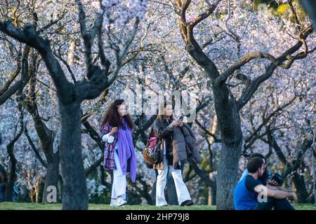 Madrid, Spanien. 18th. Februar 2022. Im Park Quinta de los Molinos genießen die Menschen ein warmes Wetter unter Mandelbäumen, die vor kurzem in Blüte stehen. Quelle: Marcos del Mazo/Alamy Live News Stockfoto