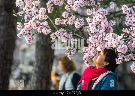 Madrid, Spanien. 18th. Februar 2022. Eine Frau, die vor kurzem im Park Quinta de los Molinos unter Mandelbäumen Mandelblüten riecht. Quelle: Marcos del Mazo/Alamy Live News Stockfoto