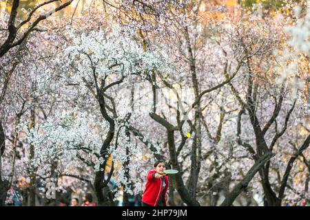 Madrid, Spanien. 18th. Februar 2022. Ein Mädchen, das vor kurzem im Park Quinta de los Molinos unter Mandelbäumen Badminton spielt. Quelle: Marcos del Mazo/Alamy Live News Stockfoto