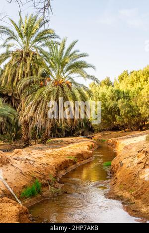 Plantage der Dattelpalme. Dattelbäume (Phoenix) in einer Oase in der Nähe von Ksar Ghilane, Sahara, Tunesien, Nordafrika, Stockfoto