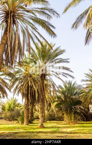 Plantage der Dattelpalme. Dattelbäume (Phoenix) in einer Oase in der Nähe von Ksar Ghilane, Sahara, Tunesien, Nordafrika, Stockfoto