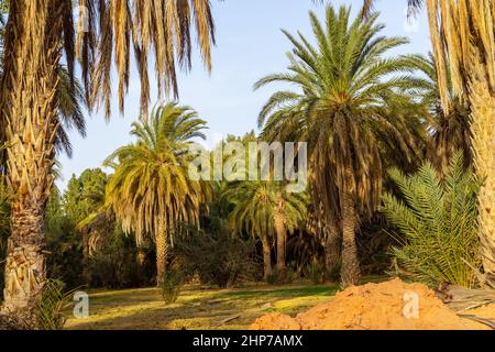 Plantage der Dattelpalme. Dattelbäume (Phoenix) in einer Oase in der Nähe von Ksar Ghilane, Sahara, Tunesien, Nordafrika, Stockfoto