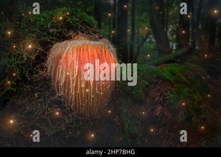 Glühender seltsamer Pilz mit Glühwürmchen auf Moos im dunklen Wald. Magischer Pilz im dunklen Wald. Stockfoto