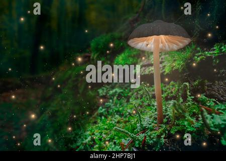 Glühende Pilze auf Moos und Glühwürmchen im dunklen Wald. Pilzlampe im Wald. Stockfoto