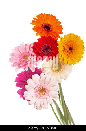 Gänseblümchen gerbera Bouquet isoliert auf weißem Hintergrund. Stockfoto
