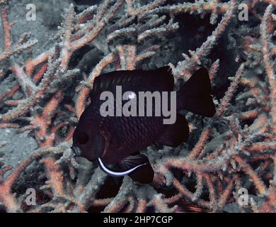 Three Spot Domino Damegoisti (Dascyllus trimaculatus) im Roten Meer, Ägypten Stockfoto